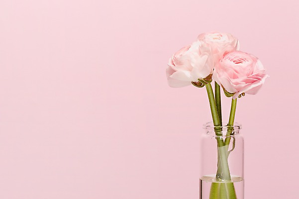 포토 JPG 스튜디오촬영 식물 꽃 분홍색 컬러 백그라운드 꽃백그라운드 실내 사람없음 꽃병 병 세송이 라넌큘러스 국내포토 식기 3 내부 파일형식