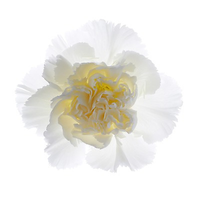 포토 JPG 스튜디오촬영 식물 꽃 컬러 백그라운드 한송이 꽃백그라운드 실내 누끼 근접촬영 사람없음 아웃포커스 흰색 카네이션 역광 국내포토 1 뷰포인트 촬영기법 내부 송이 파일형식