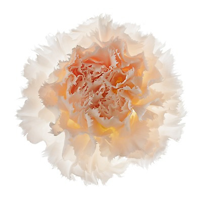 포토 JPG 스튜디오촬영 식물 꽃 컬러 백그라운드 한송이 꽃백그라운드 실내 누끼 근접촬영 사람없음 아웃포커스 흰색 카네이션 역광 국내포토 1 뷰포인트 촬영기법 내부 송이 파일형식