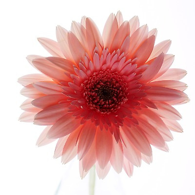 포토 JPG 스튜디오촬영 식물 꽃잎 꽃 컬러 백그라운드 한송이 꽃백그라운드 실내 누끼 근접촬영 사람없음 아웃포커스 빨간색 역광 거베라 국내포토 1 뷰포인트 촬영기법 내부 송이 파일형식