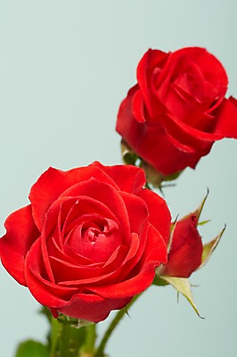 포토 JPG 스튜디오촬영 식물 꽃잎 꽃 컬러 백그라운드 꽃백그라운드 실내 근접촬영 사람없음 아웃포커스 빨간색 장미 두송이 국내포토 뷰포인트 2 촬영기법 내부 파일형식