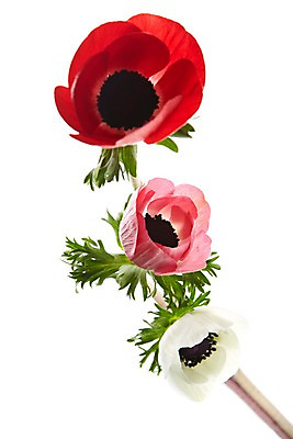 포토 JPG 스튜디오촬영 식물 꽃 분홍색 컬러 백그라운드 잎 꽃백그라운드 실내 누끼 근접촬영 사람없음 아웃포커스 빨간색 흰색 세송이 아네모네 국내포토 뷰포인트 촬영기법 3 내부 파일형식