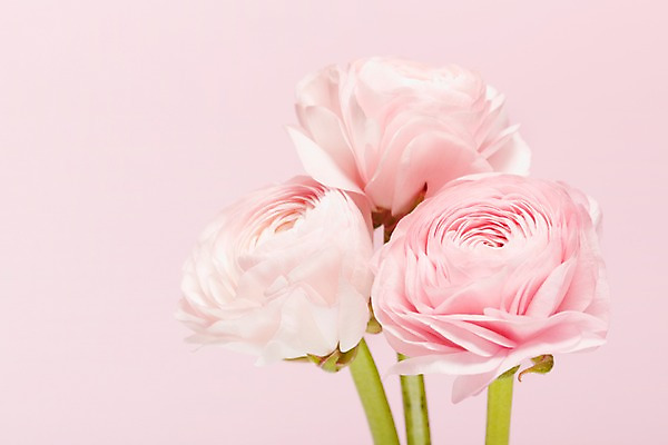 포토 JPG 스튜디오촬영 식물 꽃 분홍색 컬러 백그라운드 꽃백그라운드 실내 근접촬영 사람없음 아웃포커스 세송이 라넌큘러스 국내포토 뷰포인트 촬영기법 3 내부 파일형식