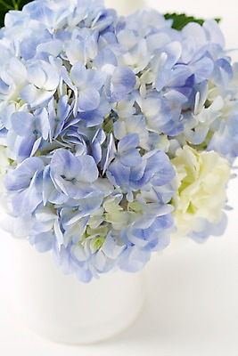 포토 JPG 스튜디오촬영 식물 꽃 컬러 여러송이 백그라운드 꽃백그라운드 실내 근접촬영 사람없음 아웃포커스 파란색 꽃병 병 수국 국내포토 식기 뷰포인트 다수 촬영기법 내부 파일형식