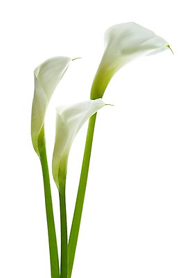 포토 JPG 스튜디오촬영 식물 꽃 컬러 백그라운드 꽃백그라운드 실내 누끼 사람없음 흰색 카라 세송이 국내포토 3 내부 파일형식