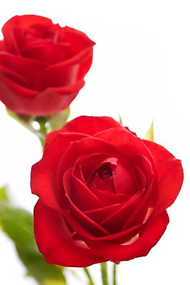 포토 JPG 스튜디오촬영 식물 꽃잎 꽃 컬러 백그라운드 꽃백그라운드 실내 누끼 근접촬영 사람없음 아웃포커스 빨간색 장미 두송이 국내포토 뷰포인트 2 촬영기법 내부 파일형식