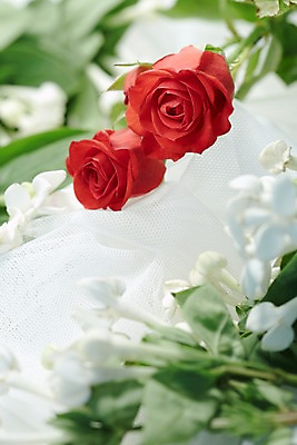 포토 JPG 스튜디오촬영 식물 꽃잎 꽃 컬러 백그라운드 잎 꽃백그라운드 실내 근접촬영 사람없음 아웃포커스 빨간색 장미 흰색 천 두송이 망사 국내포토 뷰포인트 2 촬영기법 내부 직물 파일형식