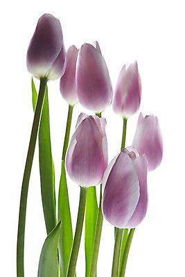 포토 JPG 스튜디오촬영 식물 꽃 컬러 여러송이 백그라운드 잎 꽃백그라운드 실내 사람없음 보라색 튤립 국내포토 다수 내부 파일형식