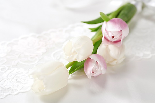 포토 JPG 스튜디오촬영 식물 꽃 분홍색 컬러 여러송이 백그라운드 잎 꽃백그라운드 탁자 실내 근접촬영 사람없음 아웃포커스 튤립 흰색 국내포토 레이스천 뷰포인트 가구 다수 촬영기법 내부 직물 파일형식