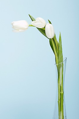 포토 JPG 스튜디오촬영 식물 꽃 컬러 백그라운드 잎 꽃백그라운드 실내 사람없음 꽃병 튤립 흰색 병 파란배경 세송이 국내포토 식기 3 내부 파란색 파일형식