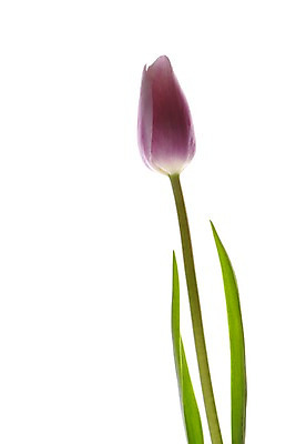 포토 JPG 스튜디오촬영 식물 꽃 컬러 백그라운드 잎 한송이 꽃백그라운드 실내 누끼 사람없음 보라색 튤립 국내포토 1 내부 송이 파일형식