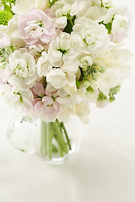 포토 JPG 스튜디오촬영 식물 꽃 분홍색 컬러 여러송이 백그라운드 꽃백그라운드 실내 근접촬영 사람없음 아웃포커스 꽃병 흰색 병 스토크 국내포토 식기 뷰포인트 다수 촬영기법 내부 파일형식