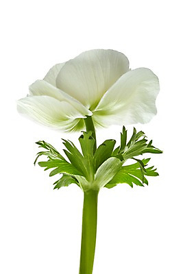 포토 JPG 스튜디오촬영 식물 꽃 컬러 백그라운드 잎 한송이 꽃백그라운드 실내 누끼 사람없음 흰색 아네모네 국내포토 1 내부 송이 파일형식