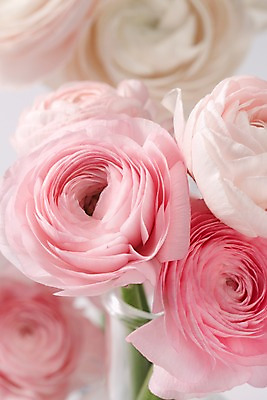 포토 JPG 스튜디오촬영 식물 꽃 분홍색 컬러 여러송이 백그라운드 꽃백그라운드 실내 근접촬영 사람없음 아웃포커스 라넌큘러스 국내포토 뷰포인트 다수 촬영기법 내부 파일형식