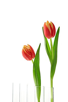 포토 JPG 스튜디오촬영 식물 꽃 컬러 백그라운드 잎 꽃백그라운드 실내 누끼 사람없음 빨간색 꽃병 튤립 병 두송이 시험관 국내포토 식기 2 실험기구 내부 파일형식