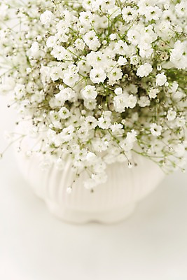 포토 JPG 스튜디오촬영 식물 꽃 컬러 여러송이 백그라운드 꽃백그라운드 실내 근접촬영 사람없음 아웃포커스 꽃병 흰색 병 안개꽃 국내포토 식기 뷰포인트 다수 촬영기법 내부 한해살이풀 파일형식