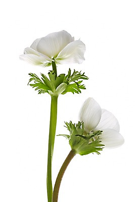 포토 JPG 스튜디오촬영 식물 꽃 컬러 백그라운드 잎 꽃백그라운드 실내 누끼 사람없음 흰색 두송이 아네모네 국내포토 2 내부 파일형식