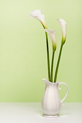 포토 JPG 스튜디오촬영 식물 꽃 컬러 백그라운드 꽃백그라운드 탁자 실내 사람없음 꽃병 흰색 병 카라 세송이 국내포토 식기 가구 3 내부 파일형식