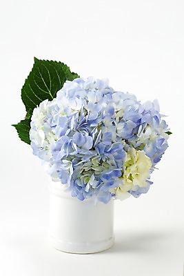 포토 JPG 스튜디오촬영 식물 꽃 컬러 여러송이 백그라운드 잎 꽃백그라운드 실내 근접촬영 사람없음 아웃포커스 파란색 꽃병 병 수국 국내포토 식기 뷰포인트 다수 촬영기법 내부 파일형식