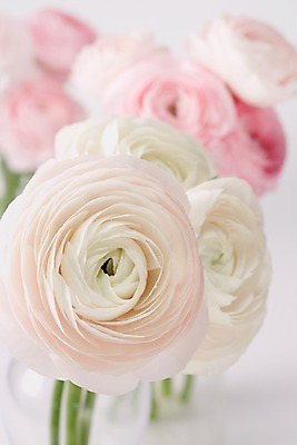 포토 JPG 스튜디오촬영 식물 꽃 분홍색 컬러 여러송이 백그라운드 꽃백그라운드 실내 근접촬영 사람없음 아웃포커스 흰색 라넌큘러스 국내포토 뷰포인트 다수 촬영기법 내부 파일형식