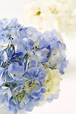 포토 JPG 스튜디오촬영 식물 꽃 컬러 여러송이 백그라운드 꽃백그라운드 실내 근접촬영 사람없음 아웃포커스 파란색 꽃병 병 수국 국내포토 식기 뷰포인트 다수 촬영기법 내부 파일형식