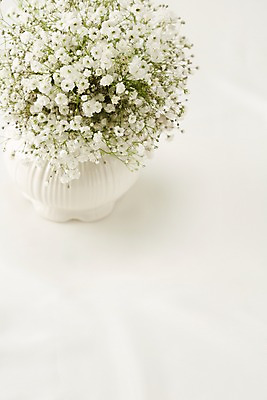 포토 JPG 스튜디오촬영 식물 꽃 컬러 여러송이 백그라운드 꽃백그라운드 실내 근접촬영 사람없음 아웃포커스 꽃병 흰색 병 안개꽃 국내포토 식기 뷰포인트 다수 촬영기법 내부 한해살이풀 파일형식