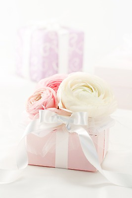 포토 JPG 스튜디오촬영 식물 꽃 리본 분홍색 컬러 백그라운드 꽃백그라운드 실내 선물 근접촬영 사람없음 아웃포커스 선물상자 상자 노란색 끈 세송이 라넌큘러스 국내포토 뷰포인트 촬영기법 3 내부 파일형식