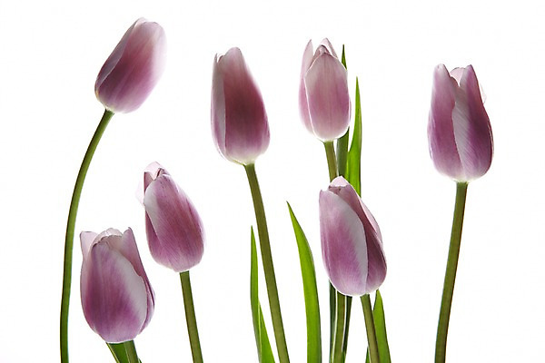 포토 JPG 스튜디오촬영 식물 꽃 음식 컬러 여러송이 백그라운드 잎 꽃백그라운드 실내 누끼 사람없음 보라색 튤립 국내포토 다수 내부 파일형식