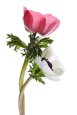 포토 JPG 스튜디오촬영 식물 꽃 컬러 백그라운드 잎 꽃백그라운드 실내 누끼 사람없음 빨간색 흰색 두송이 아네모네 국내포토 2 내부 파일형식