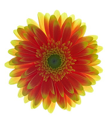 포토 JPG 스튜디오촬영 식물 꽃잎 꽃 컬러 백그라운드 한송이 꽃백그라운드 실내 누끼 근접촬영 사람없음 아웃포커스 주황색 역광 거베라 국내포토 1 뷰포인트 촬영기법 내부 송이 파일형식