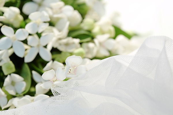 포토 JPG 스튜디오촬영 식물 꽃 컬러 부케 백그라운드 꽃백그라운드 실내 근접촬영 사람없음 아웃포커스 흰색 천 망사 부바르디아 국내포토 뷰포인트 꽃다발 촬영기법 내부 직물 파일형식