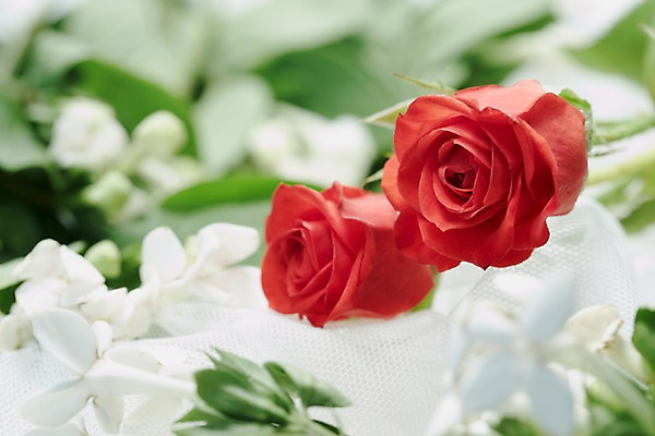 포토 JPG 스튜디오촬영 식물 꽃잎 꽃 컬러 백그라운드 잎 꽃백그라운드 실내 근접촬영 사람없음 아웃포커스 빨간색 장미 흰색 천 두송이 망사 국내포토 뷰포인트 2 촬영기법 내부 직물 파일형식