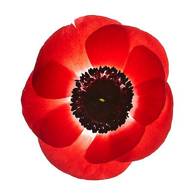 포토 JPG 스튜디오촬영 식물 꽃잎 꽃 컬러 백그라운드 한송이 꽃백그라운드 실내 누끼 근접촬영 사람없음 빨간색 역광 아네모네 국내포토 1 뷰포인트 내부 송이 파일형식