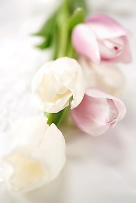 포토 JPG 스튜디오촬영 식물 꽃 분홍색 컬러 여러송이 백그라운드 잎 꽃백그라운드 탁자 실내 근접촬영 사람없음 아웃포커스 튤립 흰색 국내포토 뷰포인트 가구 다수 촬영기법 내부 파일형식