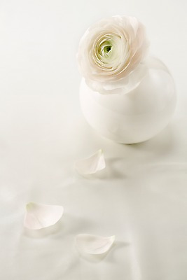 포토 JPG 스튜디오촬영 식물 꽃잎 꽃 컬러 백그라운드 한송이 꽃백그라운드 실내 근접촬영 사람없음 아웃포커스 꽃병 흰색 라넌큘러스 믹싱볼 국내포토 1 그릇 뷰포인트 촬영기법 내부 송이 파일형식