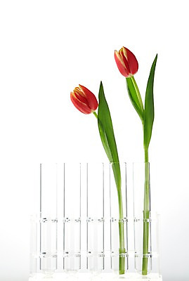 포토 JPG 스튜디오촬영 식물 꽃 컬러 백그라운드 잎 꽃백그라운드 실내 사람없음 빨간색 꽃병 튤립 병 두송이 시험관 국내포토 식기 2 실험기구 내부 파일형식