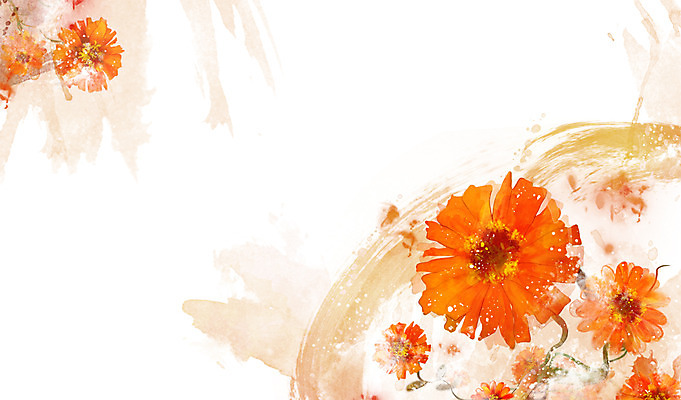 PSD 식물 꽃 컬러 백그라운드 잎 꽃백그라운드 일러스트 자연 사람없음 주황색 백일홍 국내일러스트 생태계 파일형식