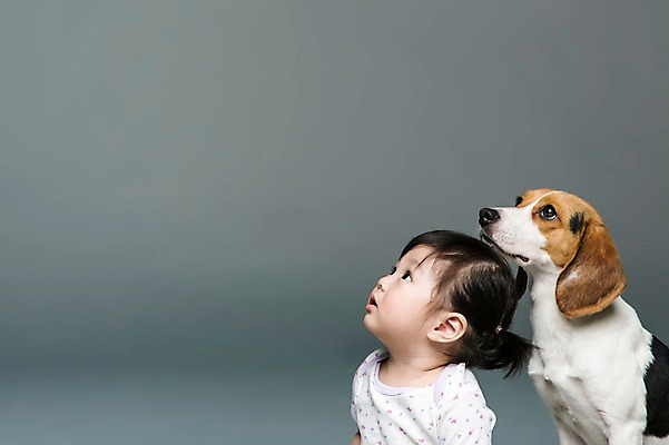 포토 JPG 스튜디오촬영 동물 한마리 응시 여자 어린이라이프 반려견 회색배경 실내 한명 사람 동양인 상반신 옆모습 반려동물 한국인 올려보기 아기 개 강아지 비글 소통 반려 여자만 여자한명만 아기만 여자아기만 여자아기한명만 국내포토 1 라이프스타일 시선 어린이 뷰포인트 백그라운드 컨셉 포유류 모션 인종 내부 회색 파일형식