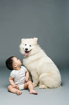포토 JPG 스튜디오촬영 전신 동물 한마리 응시 남자 어린이라이프 반려견 회색배경 실내 한명 사람 앉기 동양인 반려동물 한국인 아기 개 강아지 사모예드 소통 반려 남자만 남자한명만 아기만 남자아기만 남자아기한명만 국내포토 1 라이프스타일 시선 어린이 백그라운드 컨셉 포유류 모션 인종 내부 회색 파일형식