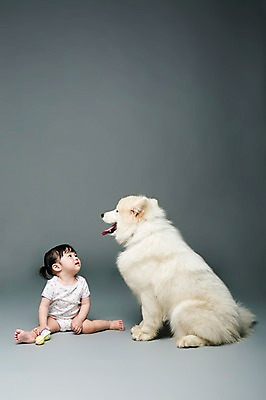 포토 JPG 스튜디오촬영 전신 동물 한마리 여자 어린이라이프 반려견 놀이 회색배경 실내 한명 사람 앉기 동양인 반려동물 장난감 놀이용품 마주보기 한국인 아기 개 강아지 딸랑이 사모예드 소통 반려 여자만 여자한명만 아기만 여자아기만 여자아기한명만 국내포토 1 라이프스타일 어린이 백그라운드 컨셉 포유류 모션 인종 내부 회색 아기용품 오브젝트 파일형식