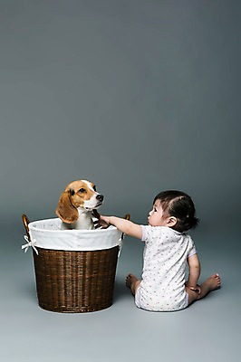 포토 JPG 스튜디오촬영 전신 동물 한마리 여자 어린이라이프 반려견 놀이 회색배경 실내 한명 사람 앉기 동양인 뒷모습 반려동물 바구니 만지기 한국인 아기 개 강아지 비글 소통 반려 여자만 여자한명만 아기만 여자아기만 여자아기한명만 쓰다듬기 국내포토 1 라이프스타일 어린이 뷰포인트 백그라운드 컨셉 포유류 모션 인종 내부 회색 파일형식