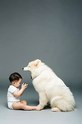 포토 JPG 스튜디오촬영 전신 동물 한마리 남자 어린이라이프 반려견 회색배경 실내 입벌림 한명 사람 앉기 동양인 반려동물 한국인 아기 개 강아지 하품 마주앉기 사모예드 소통 반려 남자만 남자한명만 아기만 남자아기만 남자아기한명만 국내포토 1 라이프스타일 어린이 백그라운드 컨셉 포유류 모션 표정 인종 내부 회색 생리현상 파일형식