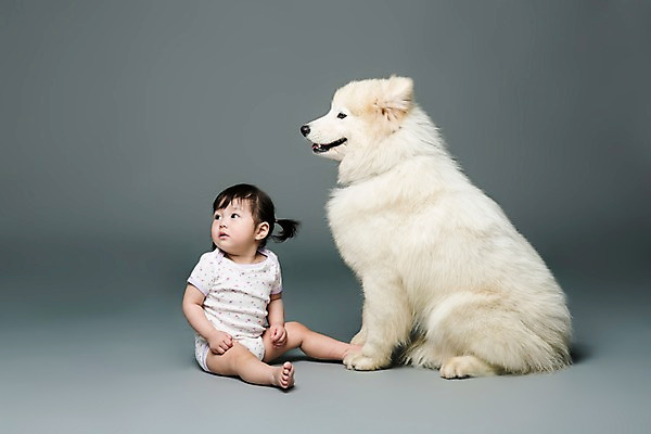 포토 JPG 스튜디오촬영 전신 동물 한마리 응시 여자 어린이라이프 반려견 회색배경 실내 한명 사람 앉기 동양인 옆모습 반려동물 한국인 아기 개 강아지 사모예드 소통 반려 여자만 여자한명만 아기만 여자아기만 여자아기한명만 국내포토 1 라이프스타일 시선 어린이 뷰포인트 백그라운드 컨셉 포유류 모션 인종 내부 회색 파일형식