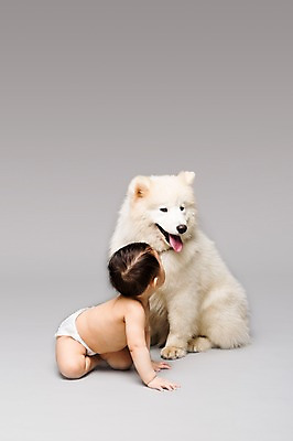 포토 JPG 스튜디오촬영 전신 동물 한마리 남자 어린이라이프 반려견 엎드리기 회색배경 실내 한명 사람 앉기 동양인 옆모습 반려동물 마주보기 한국인 아기 개 강아지 기저귀 사모예드 소통 반려 남자만 남자한명만 아기만 남자아기만 남자아기한명만 국내포토 1 라이프스타일 어린이 뷰포인트 백그라운드 컨셉 포유류 모션 인종 내부 회색 아기용품 파일형식