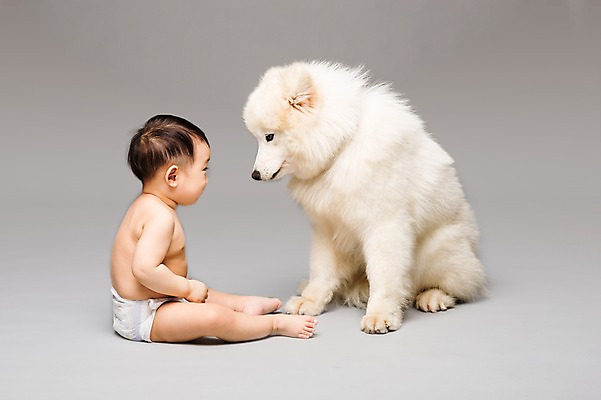 포토 JPG 스튜디오촬영 전신 동물 한마리 남자 어린이라이프 반려견 회색배경 실내 한명 사람 앉기 동양인 옆모습 반려동물 마주보기 한국인 아기 개 강아지 기저귀 사모예드 소통 반려 남자만 남자한명만 아기만 남자아기만 남자아기한명만 국내포토 1 라이프스타일 어린이 뷰포인트 백그라운드 컨셉 포유류 모션 인종 내부 회색 아기용품 파일형식
