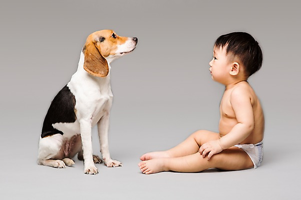 포토 JPG 스튜디오촬영 전신 동물 한마리 남자 어린이라이프 반려견 회색배경 실내 한명 사람 앉기 동양인 옆모습 반려동물 마주보기 한국인 아기 개 강아지 기저귀 비글 소통 반려 남자만 남자한명만 아기만 남자아기만 남자아기한명만 국내포토 1 라이프스타일 어린이 뷰포인트 백그라운드 컨셉 포유류 모션 인종 내부 회색 아기용품 파일형식