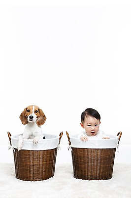 포토 JPG 스튜디오촬영 동물 한마리 남자 어린이라이프 반려견 놀이 실내 한명 누끼 사람 앉기 동양인 상반신 앞모습 반려동물 바구니 카펫 한국인 매트 아기 개 강아지 비글 소통 반려 남자만 남자한명만 아기만 남자아기만 남자아기한명만 국내포토 1 라이프스타일 어린이 뷰포인트 컨셉 포유류 모션 인종 내부 파일형식