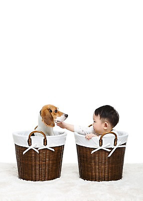 포토 JPG 스튜디오촬영 동물 한마리 남자 어린이라이프 반려견 놀이 실내 한명 누끼 사람 앉기 동양인 상반신 옆모습 반려동물 바구니 마주보기 카펫 만지기 한국인 매트 아기 개 강아지 비글 소통 반려 남자만 남자한명만 아기만 남자아기만 남자아기한명만 쓰다듬기 국내포토 1 라이프스타일 어린이 뷰포인트 컨셉 포유류 모션 인종 내부 파일형식