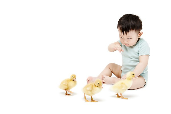 포토 JPG 스튜디오촬영 전신 동물 응시 남자 어린이라이프 오리 실내 세마리 한명 누끼 사람 앉기 동양인 앞모습 한국인 아기 호기심 소통 반려 남자만 남자한명만 아기만 남자아기만 남자아기한명만 국내포토 1 라이프스타일 시선 감정 어린이 뷰포인트 컨셉 모션 조류 3 인종 내부 파일형식