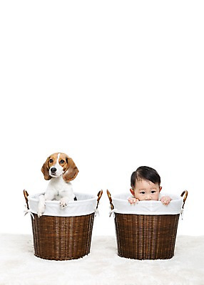 포토 JPG 스튜디오촬영 동물 한마리 남자 어린이라이프 반려견 놀이 실내 한명 누끼 사람 앉기 동양인 상반신 앞모습 반려동물 바구니 카펫 한국인 매트 아기 개 강아지 비글 소통 반려 남자만 남자한명만 아기만 남자아기만 남자아기한명만 국내포토 1 라이프스타일 어린이 뷰포인트 컨셉 포유류 모션 인종 내부 파일형식